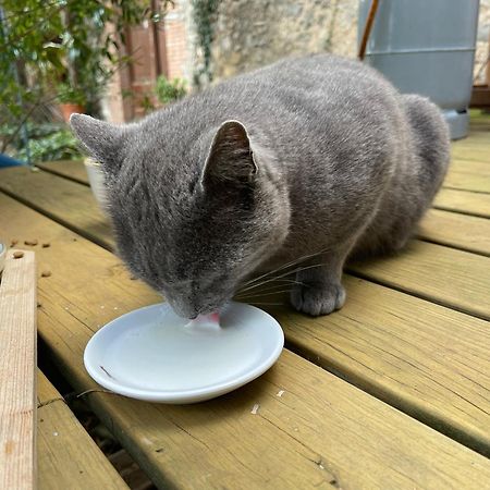 Sobrestany Santa Caterina - Dog Friendly With Gardenヴィラ エクステリア 写真